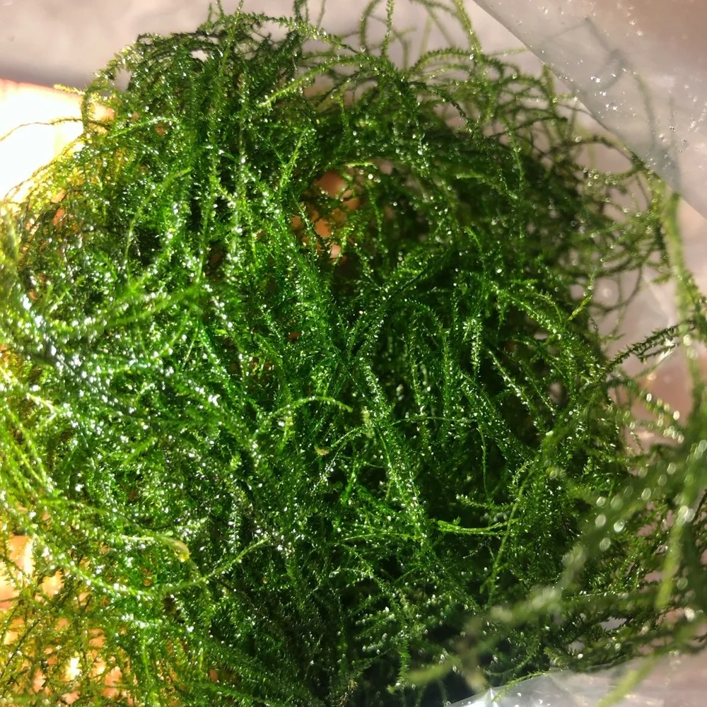 Lush Green Aquarium Plant Java Moss 58 grams / 2 oz.+